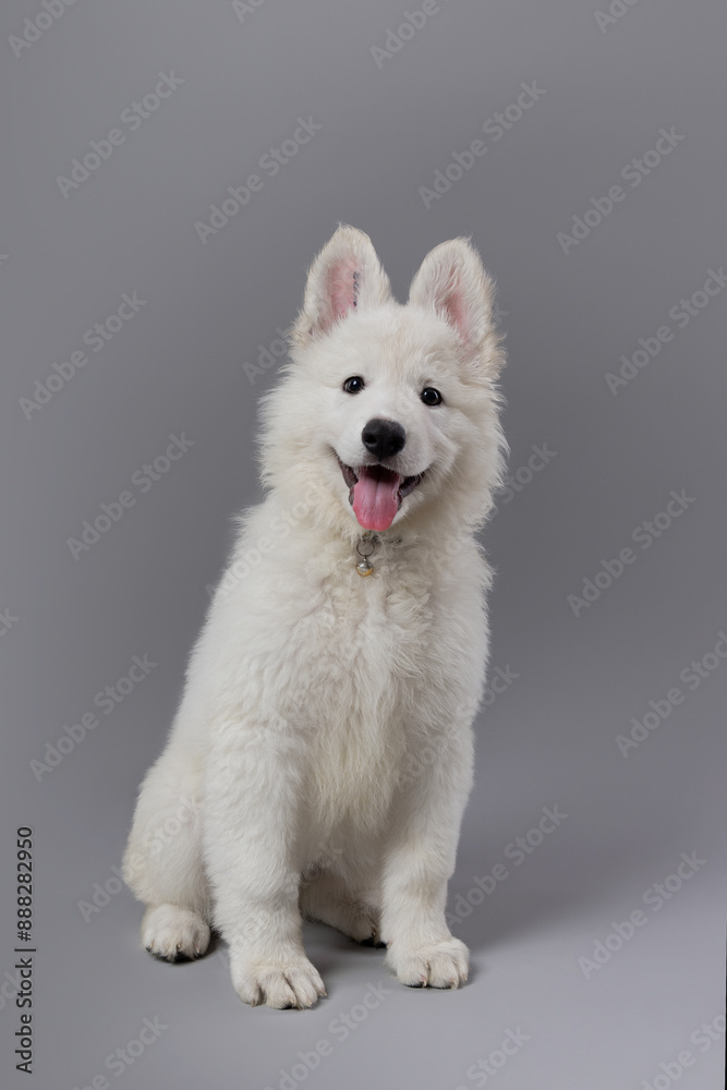 Close-up of White Swiss Shepherd puppy looking at the camera, isolated on grey. Close-up of White Swiss Shepherd puppy looking at the camera, isolated on grey.