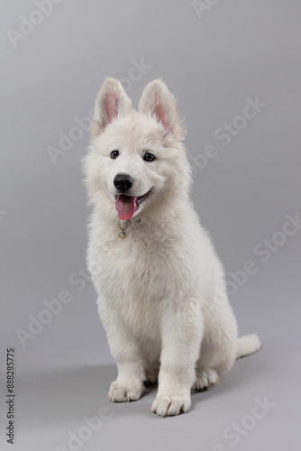 Close-up of White Swiss Shepherd puppy looking at the camera, isolated on grey.