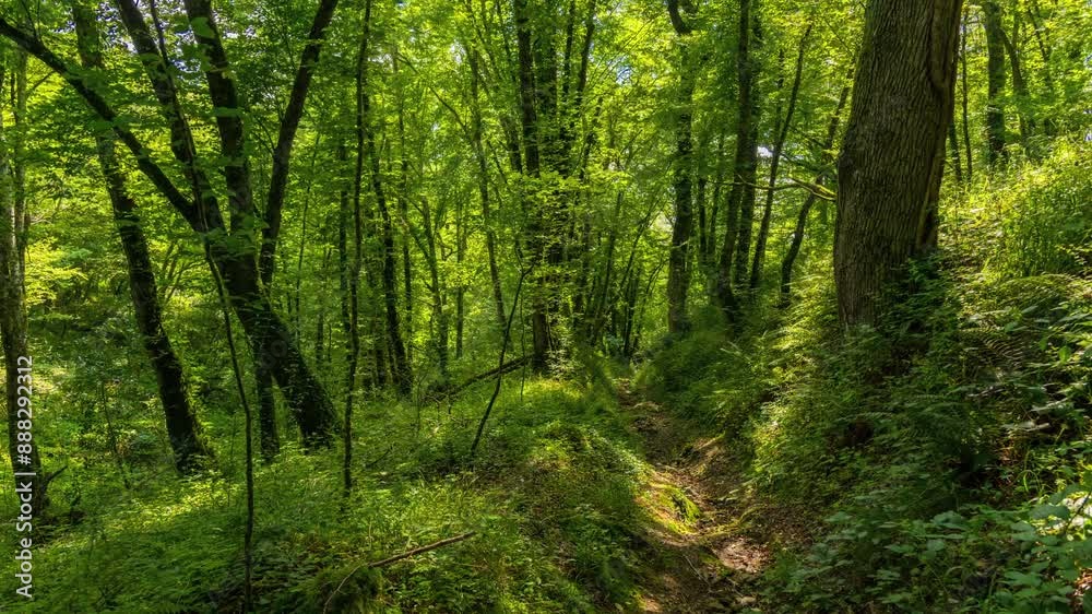path in the forest path in the forest