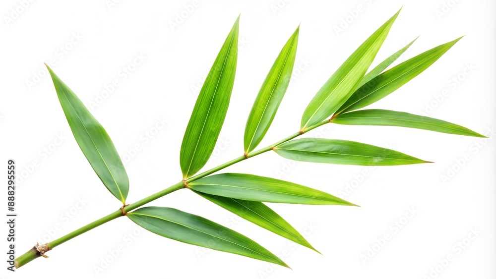 Obraz premium a green bamboo branch on a white background