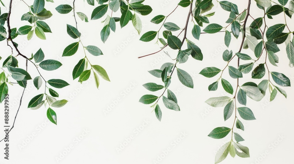 Close up of leafy tree branches on white backdrop Close up of leafy tree branches on white backdrop