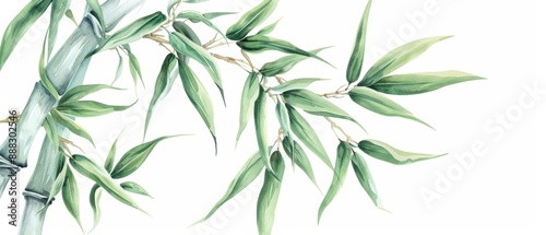Bamboo illustrated with graceful watercolor stalks isolate on white background