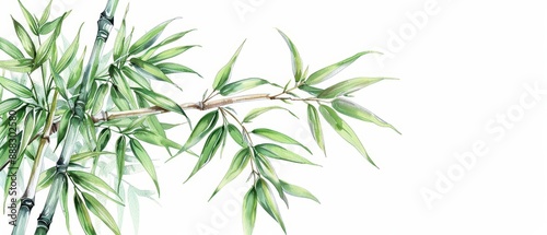Bamboo illustrated with graceful watercolor stalks isolate on white background