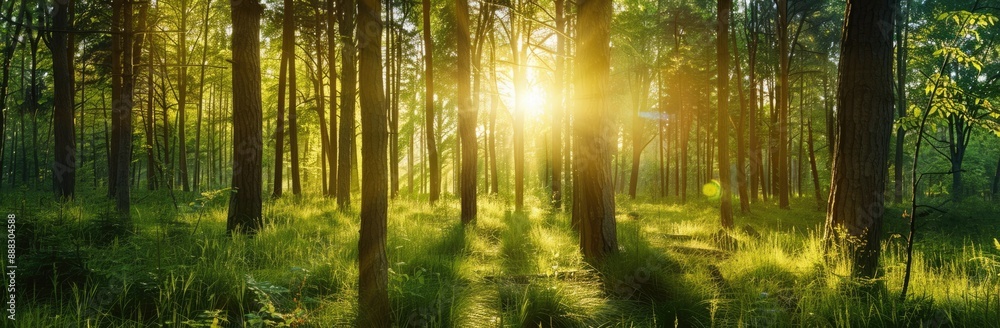 Obraz premium Sunlight Illuminating a Forest Path