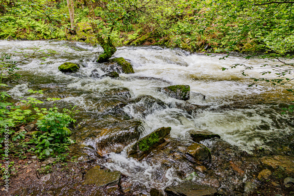 Fototapeta premium Overflowing river flooding bank in Warche valley, small tree in middle of fast flowing stream of water, moss covered rocks, wild vegetation in background, cloudy summer day in Waimes, Belgium