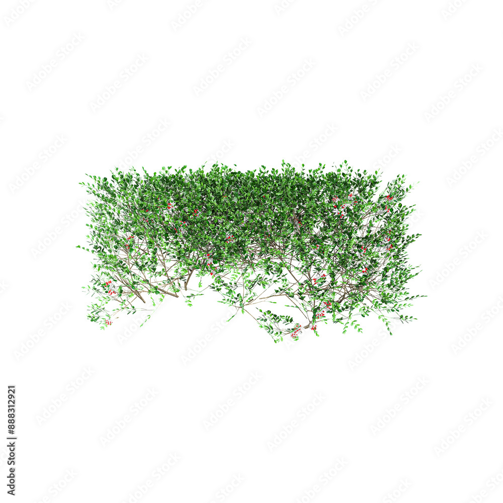 3D rendering of Common box tree in transparent canvas 3D rendering of Common box tree in transparent canvas