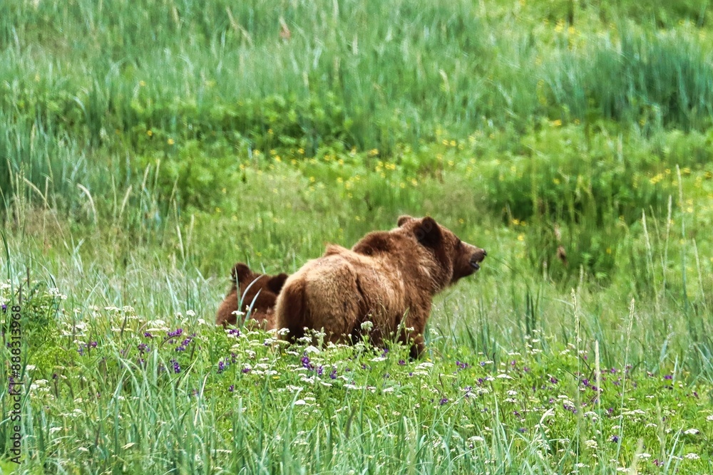 Fototapeta premium Skagway, Alaska