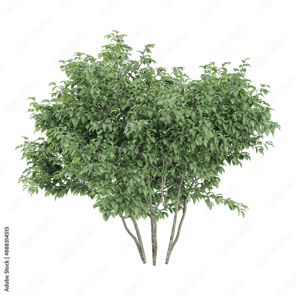 set of Dogwood plant isolated Canvas set of Dogwood plant isolated Canvas