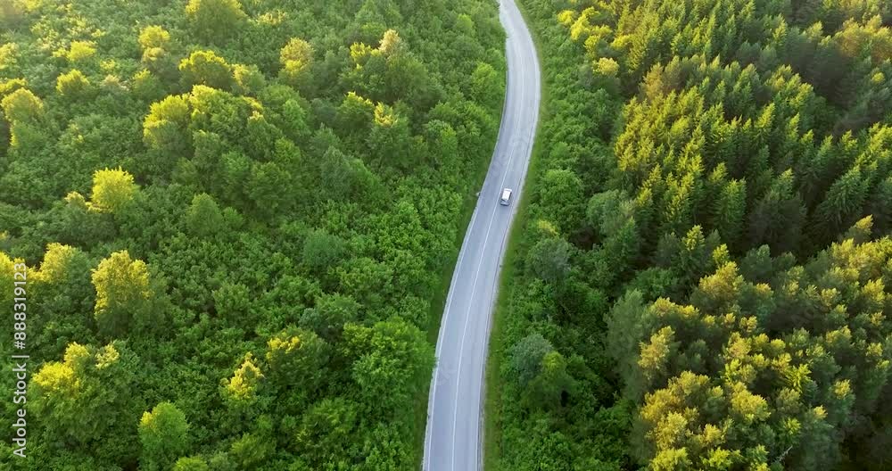 Aerial view at sunset: Car on winding road through dense, towering conifer forest