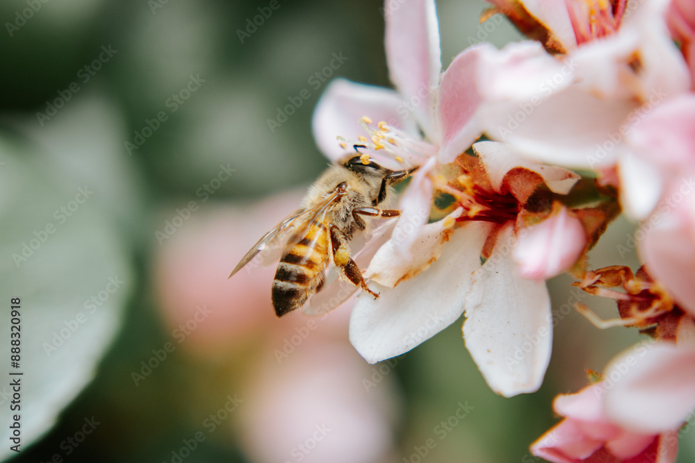 bee on flower bee on flower