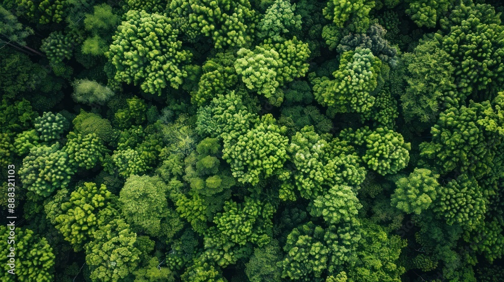 Aerial View of a Lush Forest Canopy Aerial View of a Lush Forest Canopy