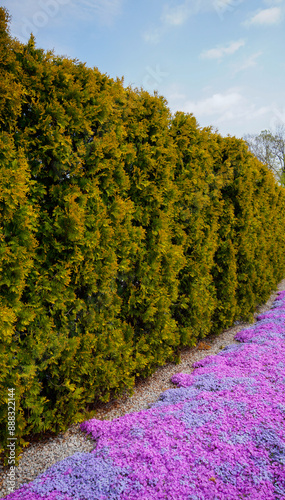Obraz na płótnie Summer phlox and fir in the garden border. w salonie