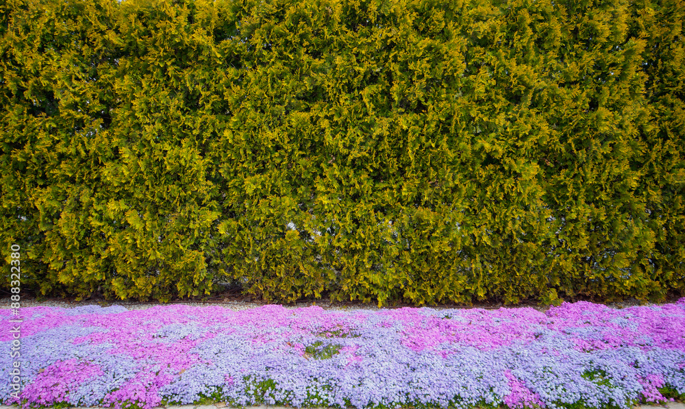 Summer phlox and fir in the garden border.