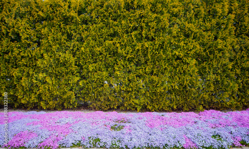 Obraz na płótnie Summer phlox and fir in the garden border. w salonie