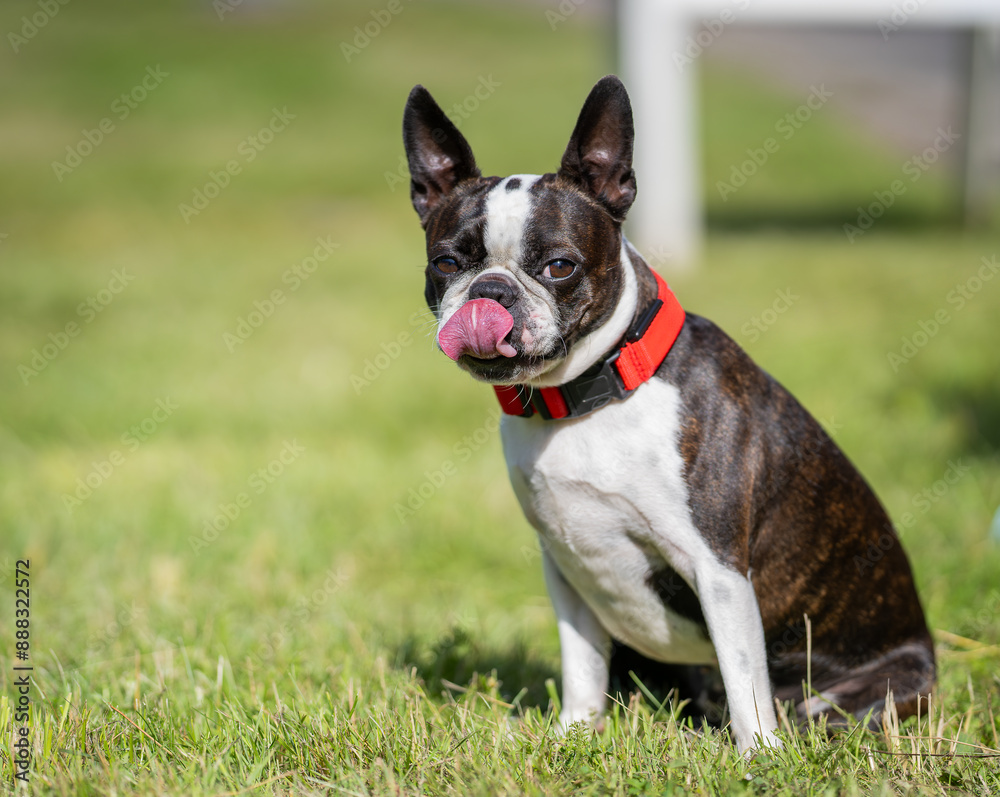 A brindle and white adult Boston Terrier sitting on a lawn. Portrait of a Boston Terrier sitting on the grass. A brindle and white adult Boston Terrier sitting on a lawn. Portrait of a Boston Terrier sitting on the grass.