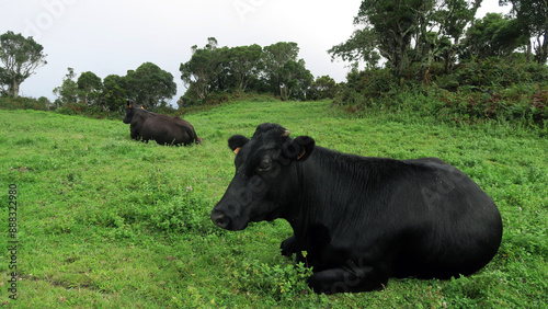 São Jorge island, Portugal - Dairy cows in farmer's field looking into the camera              photo