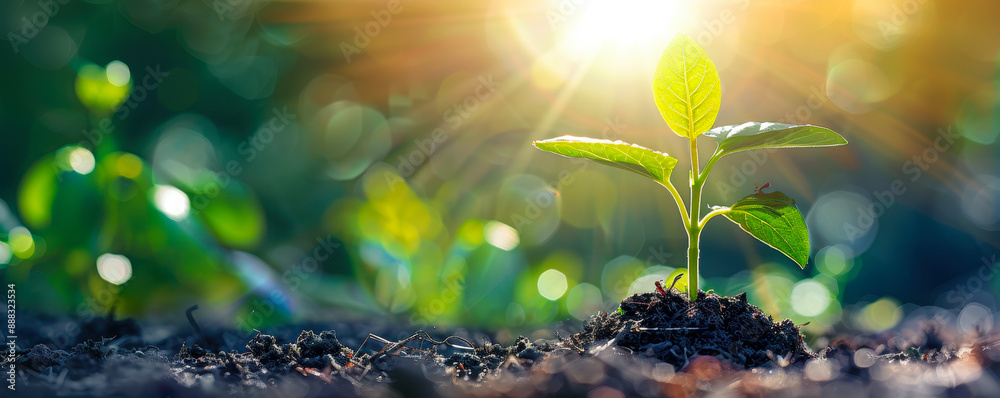 Young Plant Seedling Growing in Rich Soil Under Bright Morning Sunlight ...