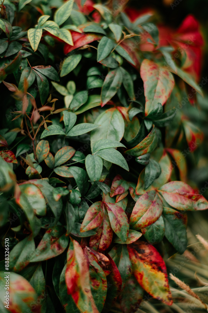 red and green leaves red and green leaves