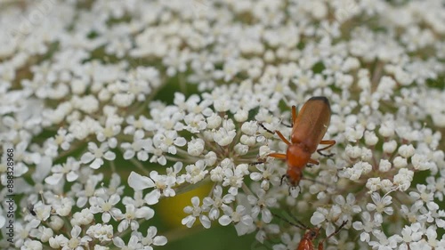 Common red soldier beetle (Rhagonycha fulva) on the white flower