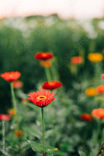 Flowers in garden photo