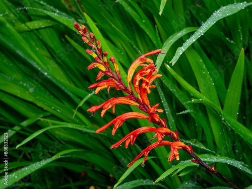 detail of montbretia flowers (tritonia x crocosmiiflora) photo