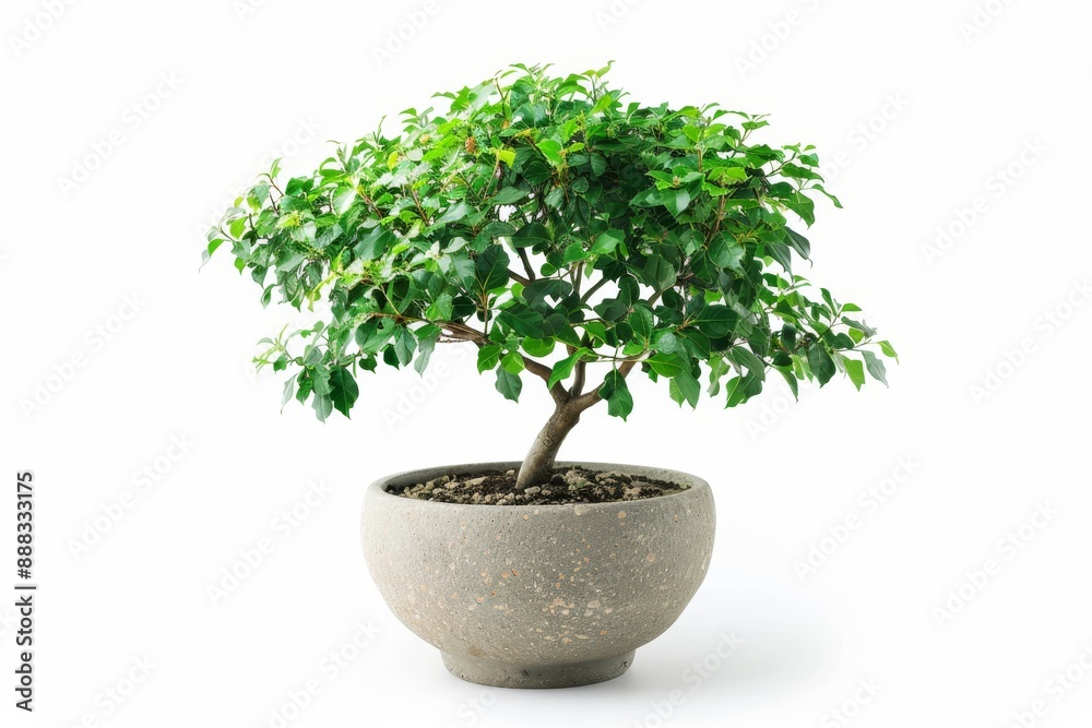 Fototapeta premium Green potted tree on white backdrop