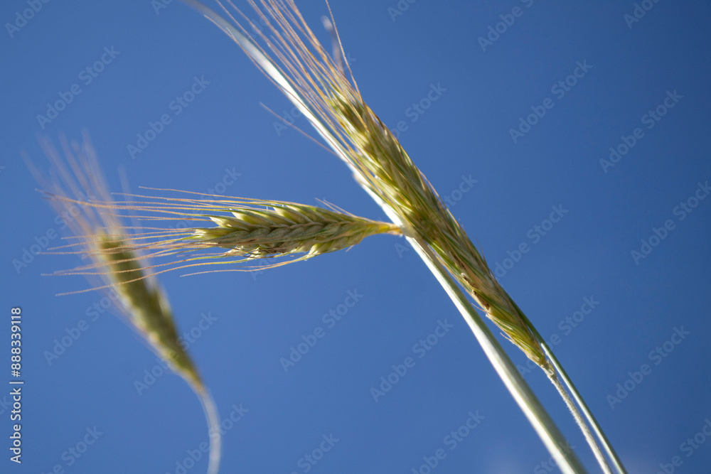 ears of wheat on blue sky