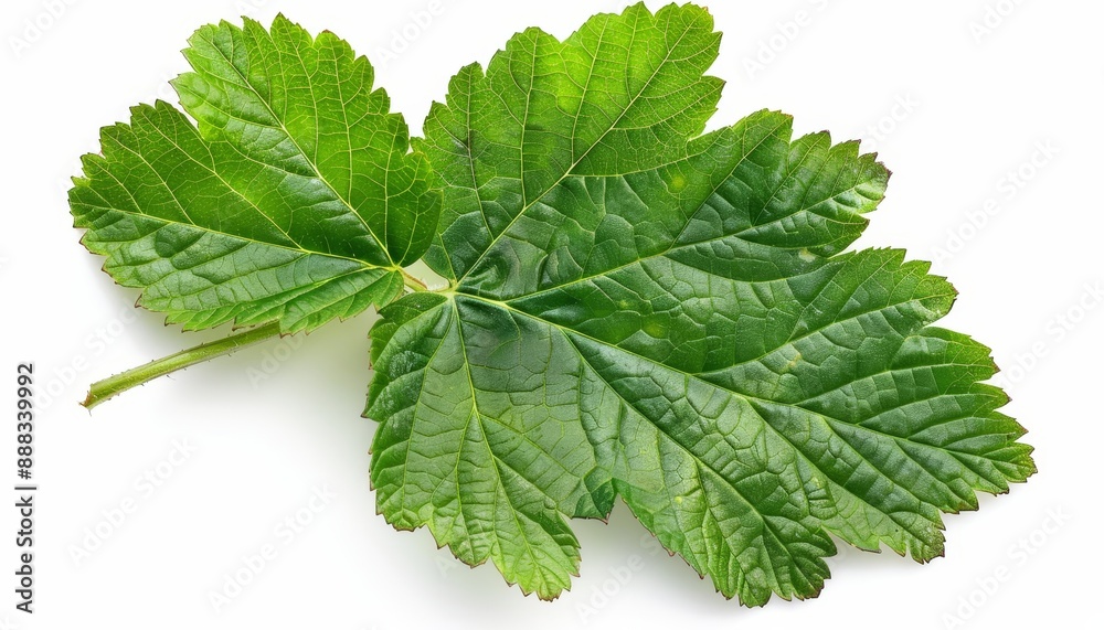 Isolated currant leaf with white background and clipping path Isolated currant leaf with white background and clipping path