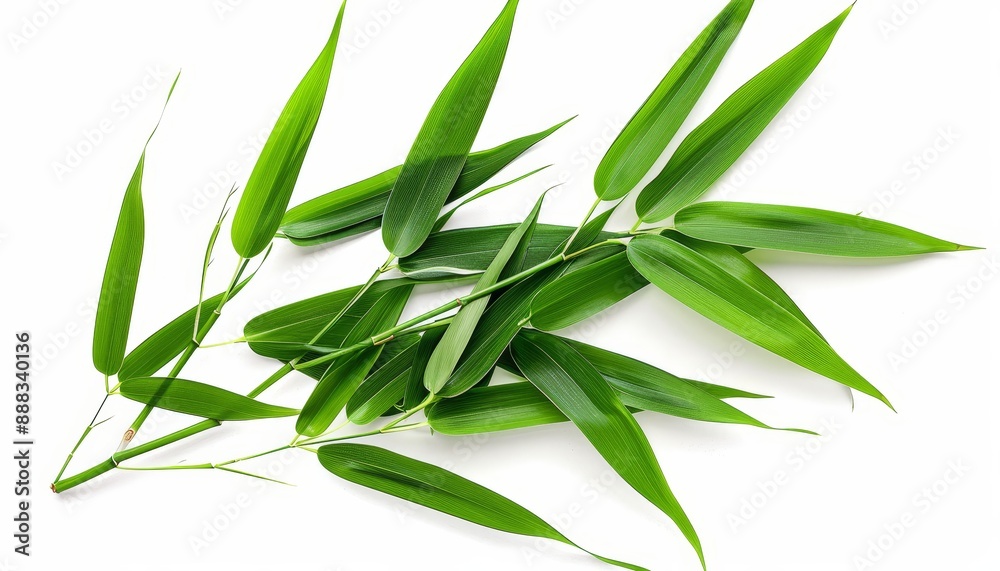 Fototapeta premium Isolated green bamboo leaf on white