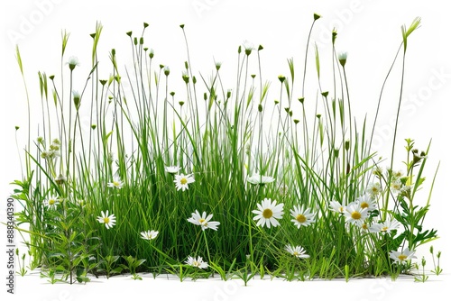 Isolated spring wildflowers with clipping path
