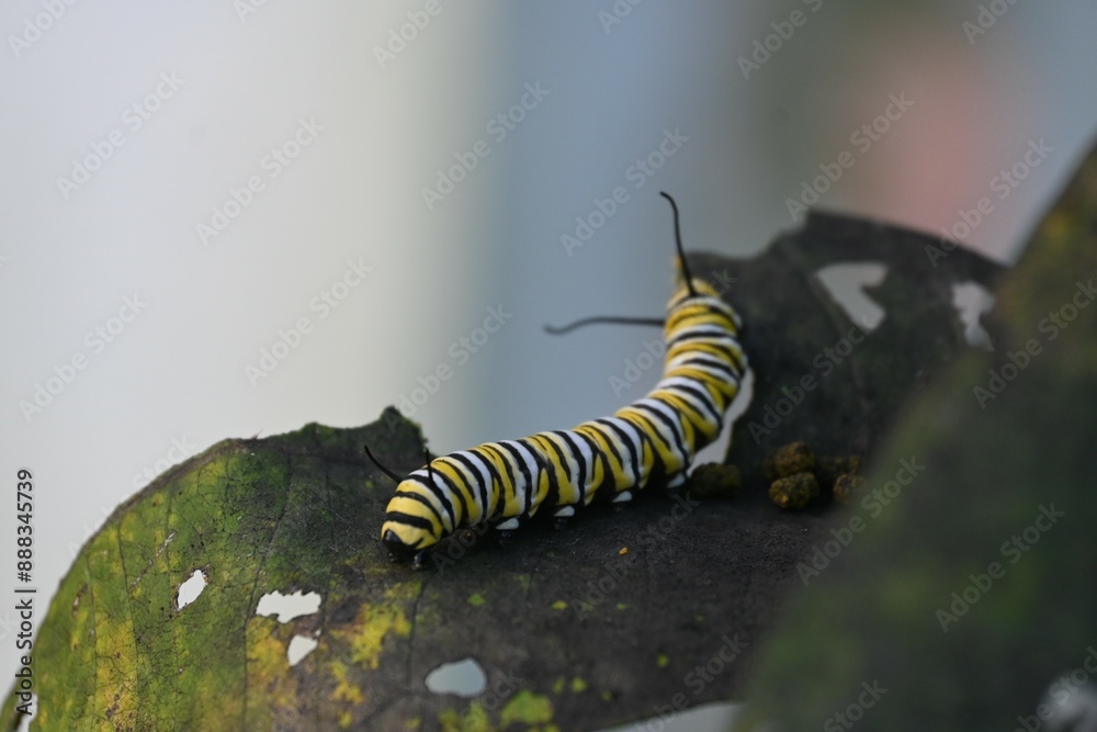 Naklejka premium Caterpillar on Leaf