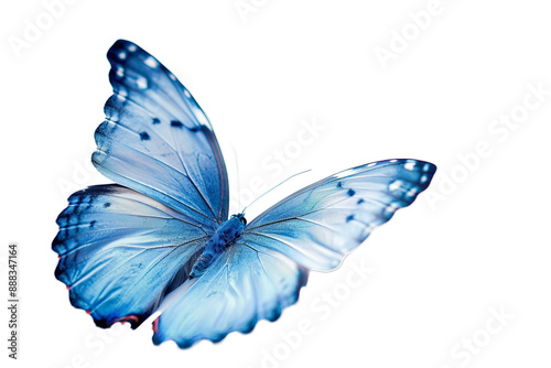 A delicate blue butterfly with translucent wings, captured in flight against a white background. Stunning and ethereal.