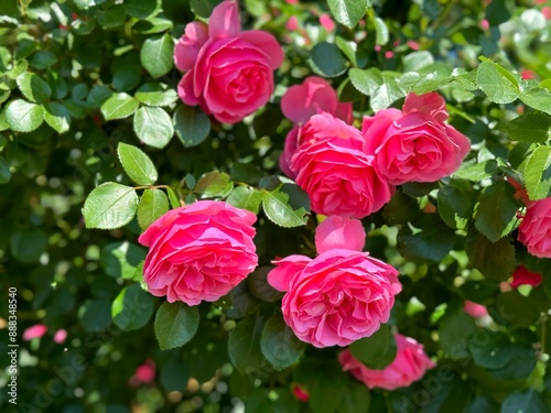 Roses beautiful pink flowers in the garden #888348540