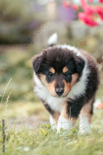 American Collie Welpe photo