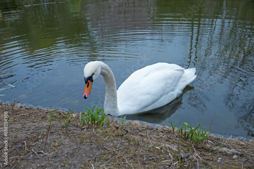 Fototapeta Naklejka Na Ścianę i Meble -  one swan in the water of a pond in the park