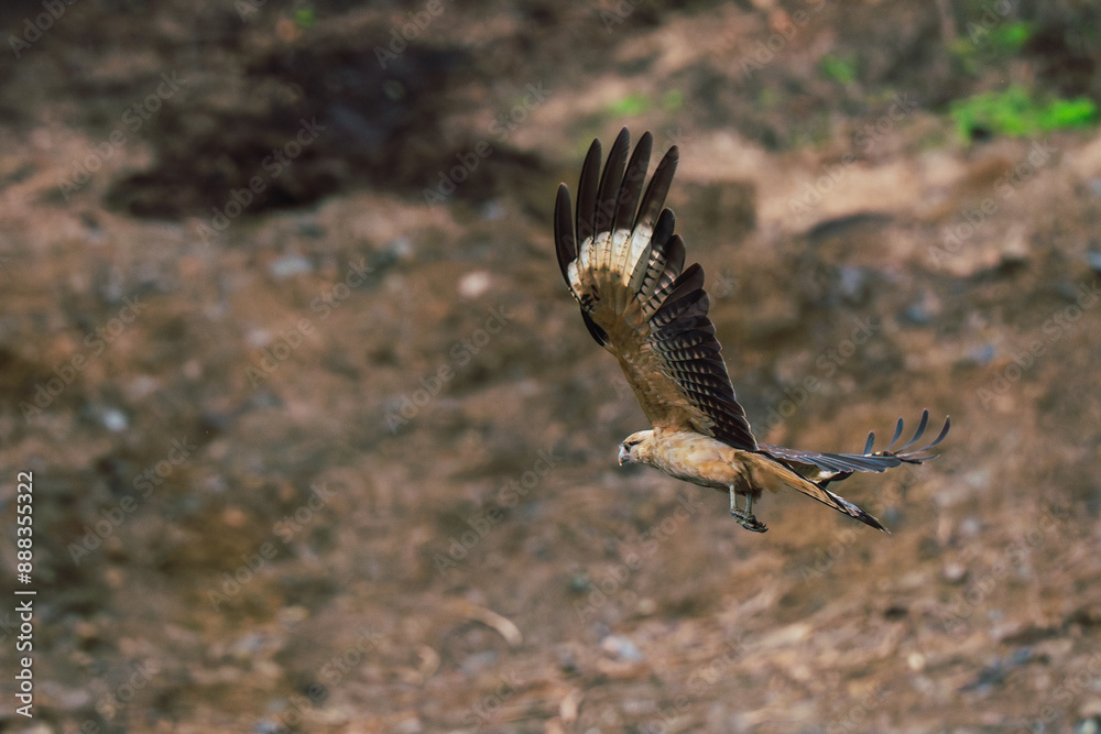 A Yellow-headed Caracara, or Milvago chimachima, soaring in flight, showcasing its wingspan and agility in the air A Yellow-headed Caracara, or Milvago chimachima, soaring in flight, showcasing its wingspan and agility in the air
