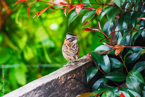 A sparrow perched on a wooden fence, surrounded by vibrant green foliage and red leaves photo