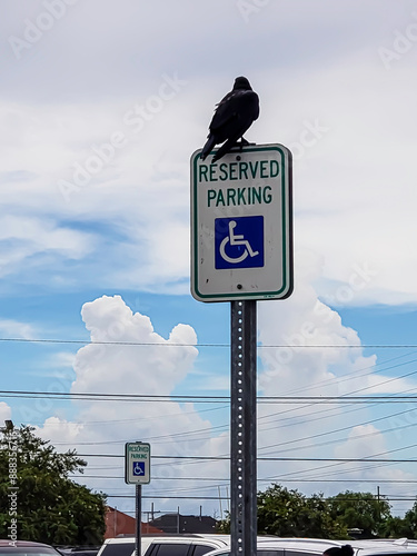 BIRD ON A PARKING LOT SIGN