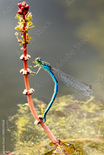 Gabel-Azurjungfer (Coenagrion scitulum) photo