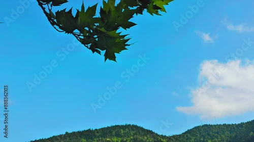 Wallpaper Mural Shoots and leaves of maple against the background of the blue June sky. Papa district. Borjomi. Torontodigital.ca