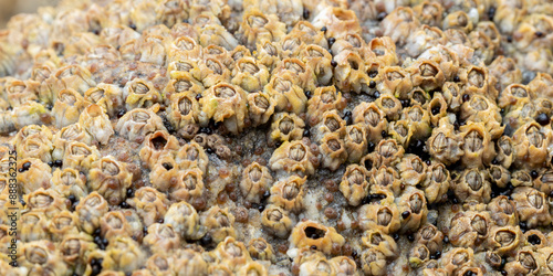 macro close up of star barnacles (Chthamalus sp.) on a rock at low tide in Galicia (Spain) photo