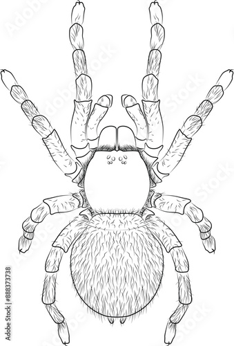 Lasiodora parahybana, Brazilian giant tarantula spider invertebrate animal, wild terrarium animal contour, outline lines drawn