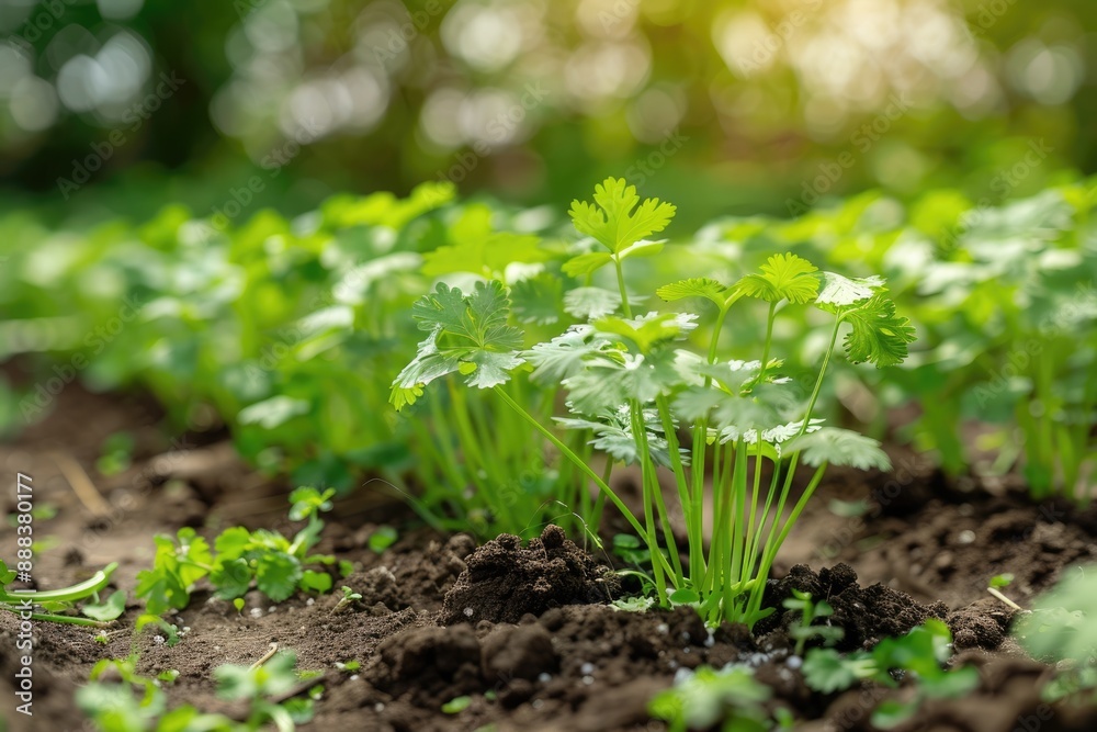 Cilantro Plant. Fresh Coriander Leaves in Organic Vegetable Garden Cilantro Plant. Fresh Coriander Leaves in Organic Vegetable Garden