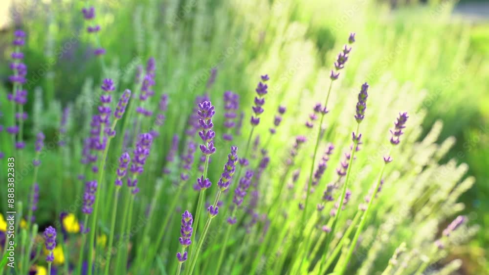 Lavender flower blooming. Bright natural background with sunny light. Lavender flower blooming. Bright natural background with sunny light.
