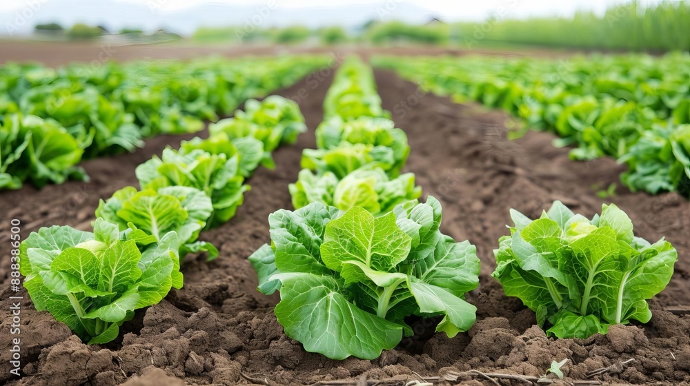 A lush green lettuce field with rows of fresh leafy greens growing in rich, brown soil, under open skies. Ideal for agriculture and farming visuals. A lush green lettuce field with rows of fresh leafy greens growing in rich, brown soil, under open skies. Ideal for agriculture and farming visuals.