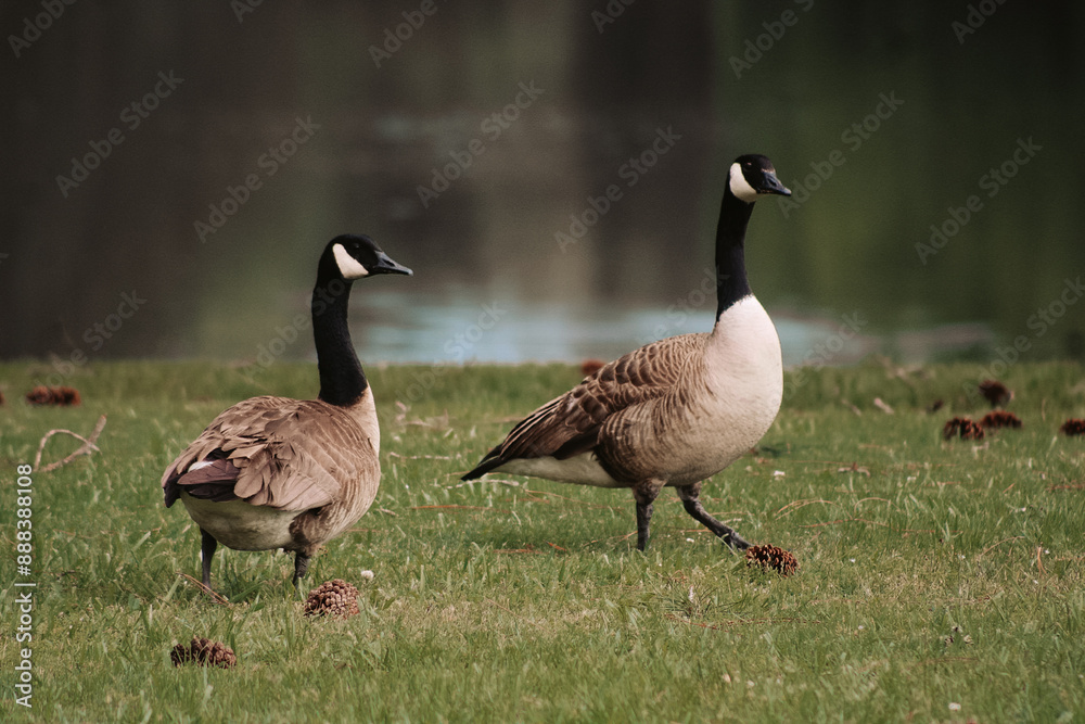 Fototapeta premium Geese by the Water