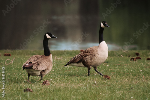 Geese by the Water