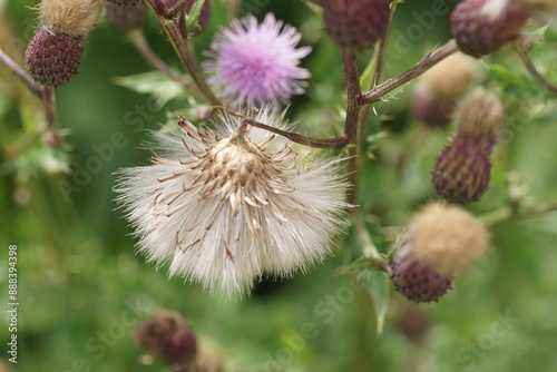 Blühende Distel, Wegdistel mit Samen photo