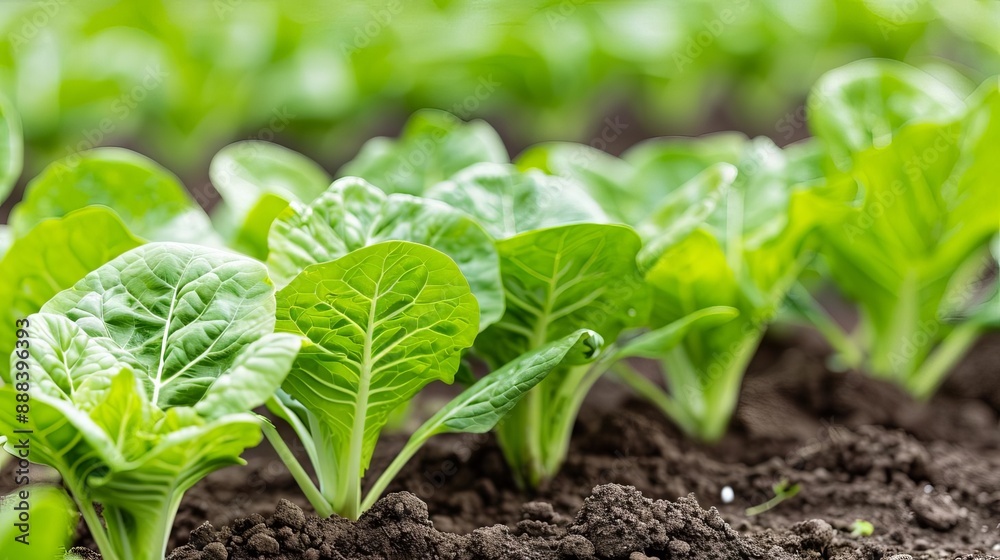 Fresh green lettuce plants growing in the soil with vibrant leaves in a row, showcasing sustainable agricultural practices. Fresh green lettuce plants growing in the soil with vibrant leaves in a row, showcasing sustainable agricultural practices.