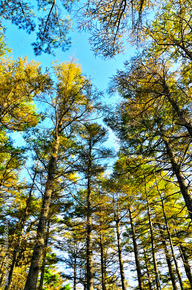 丹沢の八丁坂ノ頭山頂　カラマツの紅葉
